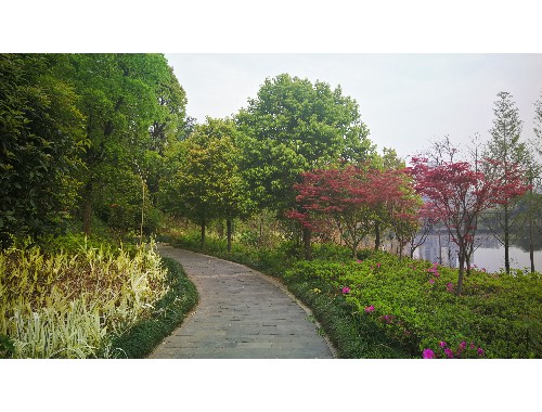 杨树城市绿化的主流树种
